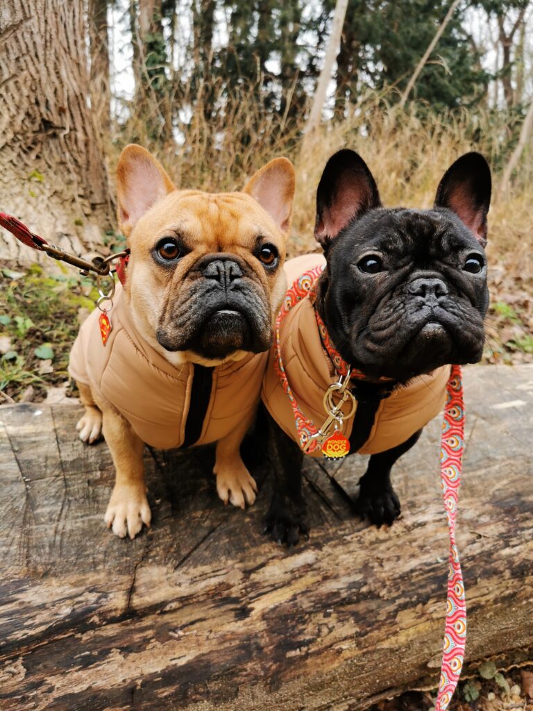 Roméo et Sheyenne au parc avec leurs doudounes de chez Crapule Paris et leurs colliers et laisse de chez L'Atelier de Pélinette