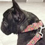 Collier et laisse